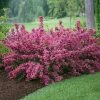 Fast Growing Trees Sonic Bloom® Weigela Shrub See All Flowering Trees 1 Fast Growing Trees Sonic Bloom® Weigela Shrub See All Flowering Trees