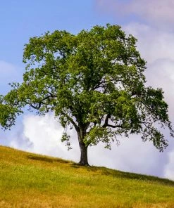 Fast Growing Trees West Coast Live Oak