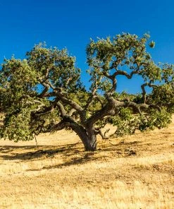 Fast Growing Trees West Coast Live Oak
