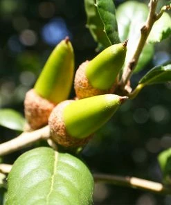 Fast Growing Trees West Coast Live Oak