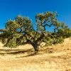Fast Growing Trees West Coast Live Oak