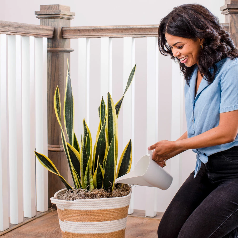 Fast Growing Trees Fresh Cut Christmas Tree Kit 6 Fast Growing Trees Fresh Cut Christmas Tree Kit