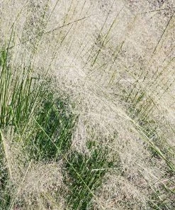 Fast Growing Trees Ornamental Grasses White Cloud Muhly Grass