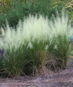 Fast Growing Trees Ornamental Grasses White Cloud Muhly Grass