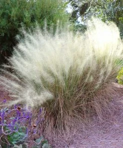Fast Growing Trees Ornamental Grasses White Cloud Muhly Grass