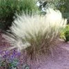 Fast Growing Trees Ornamental Grasses White Cloud Muhly Grass