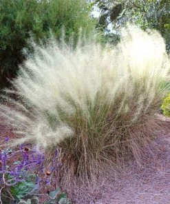 Fast Growing Trees Ornamental Grasses White Cloud Muhly Grass