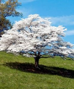 Fast Growing Trees White Dogwood Dogwood Trees
