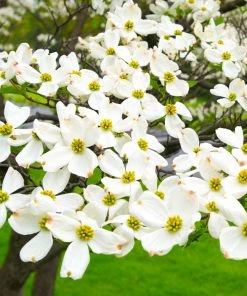 Fast Growing Trees White Dogwood Dogwood Trees