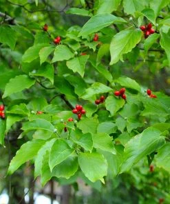 Fast Growing Trees White Dogwood Dogwood Trees
