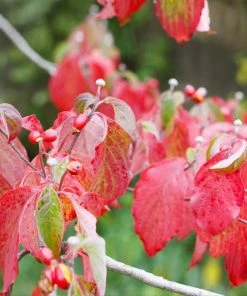 Fast Growing Trees White Dogwood Dogwood Trees