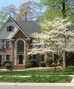Fast Growing Trees White Dogwood Dogwood Trees