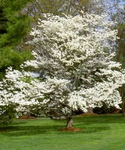 Fast Growing Trees White Dogwood Dogwood Trees