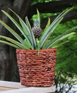 Fast Growing Trees White Jade Pineapple Plant