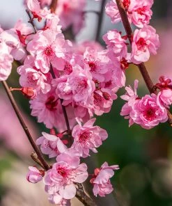 Fast Growing Trees White Lady Peach Tree See All Fruit Trees