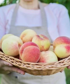 Fast Growing Trees White Lady Peach Tree See All Fruit Trees