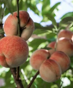 Fast Growing Trees White Lady Peach Tree See All Fruit Trees