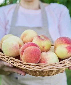 Fast Growing Trees White Lady Peach Tree See All Fruit Trees
