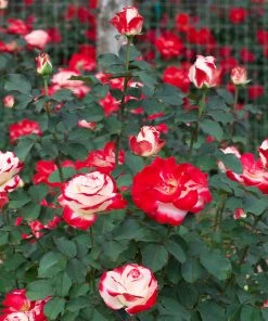 Fast Growing Trees White Lies™ Rose Shrub Roses
