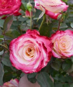 Fast Growing Trees White Lies™ Rose Shrub Roses