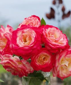 Fast Growing Trees White Lies™ Rose Shrub Roses