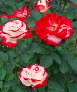 Fast Growing Trees White Lies™ Rose Shrub Roses