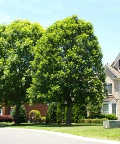 Fast Growing Trees Oak Trees White Oak Tree