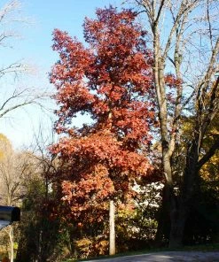 Fast Growing Trees Oak Trees White Oak Tree