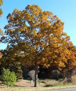 Fast Growing Trees Oak Trees White Oak Tree