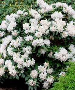 Fast Growing Trees Rhododendrons White Rhododendron