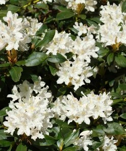 Fast Growing Trees Rhododendrons White Rhododendron