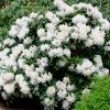 Fast Growing Trees Rhododendrons White Rhododendron