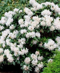 Fast Growing Trees Rhododendrons White Rhododendron