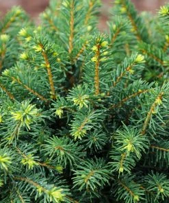 Fast Growing Trees White Spruce Tree Spruce Trees