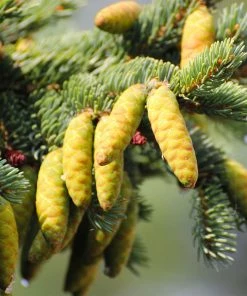 Fast Growing Trees White Spruce Tree Spruce Trees