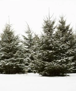Fast Growing Trees White Spruce Tree Spruce Trees