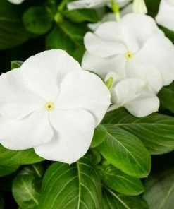 No Warranty Annuals White Vinca