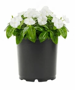 No Warranty Annuals White Vinca