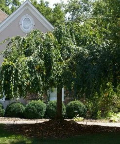 Fast Growing Trees White Weeping Cherry Tree Cherry Blossom Trees