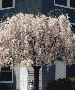 Fast Growing Trees White Weeping Cherry Tree Cherry Blossom Trees