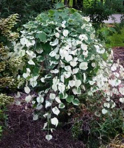 Fast Growing Trees Whitewater Redbud Tree Redbud Trees