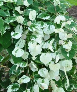 Fast Growing Trees Whitewater Redbud Tree Redbud Trees