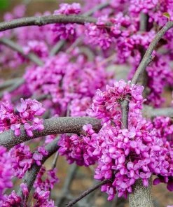 Fast Growing Trees Whitewater Redbud Tree Redbud Trees