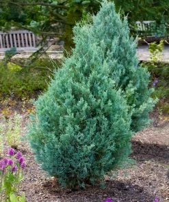Fast Growing Trees Juniper Trees Juniper 'Wichita Blue' Tree