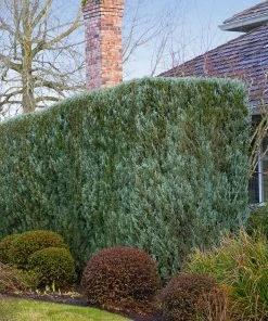 Fast Growing Trees Juniper Trees Juniper 'Wichita Blue' Tree