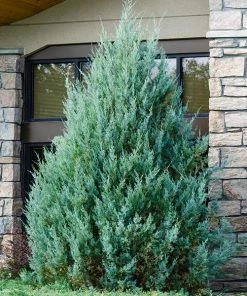 Fast Growing Trees Juniper Trees Juniper'Wichita Blue' Tree