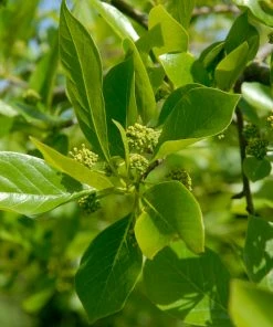 Fast Growing Trees Wildfire Black Gum Tree See All Shade Trees