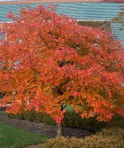 Fast Growing Trees Wildfire Black Gum Tree See All Shade Trees