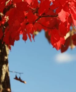Fast Growing Trees Wildfire Black Gum Tree See All Shade Trees