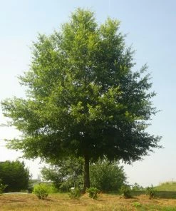 Fast Growing Trees Willow Oak Tree